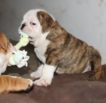 Anglický buldok s PP, volná fenka - 5