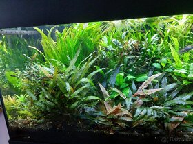 NOVE 30.12. 2025 Akvarijní rostlinky cca 80ks - 5