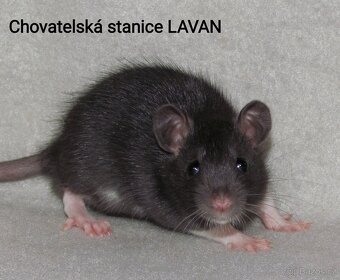Potkaní kluci s rodokmenem - 5