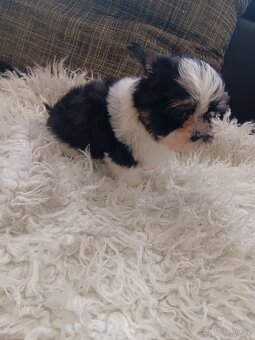 Jorksir Biewer mini bez pp - 5