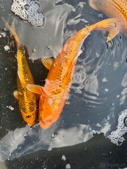 Koi - 5