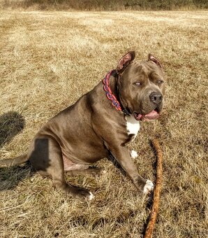 American Bully XXL - Krytí - 5