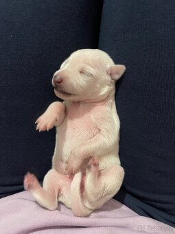 Italsky chrtik s pp - 5