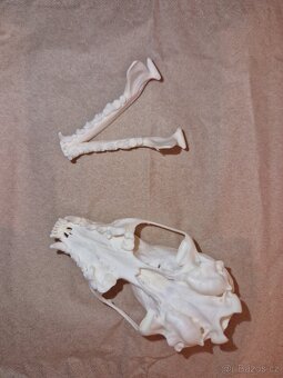 Lebka - kuna lesní - 5