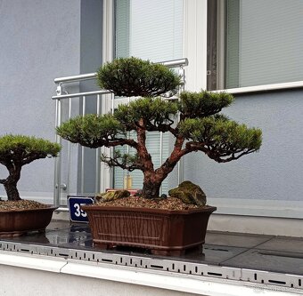 Bonsai borovice lesní (Pinus sylvestris compressa) - 5
