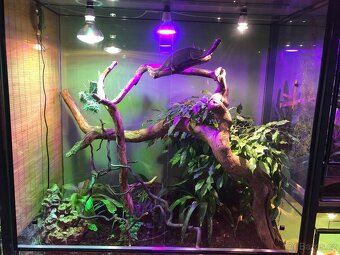 Terarium - 5