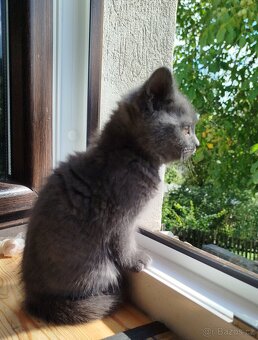 Britská modrá koťátka - 5