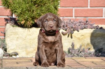 Stěňata labrador bez PP - 5