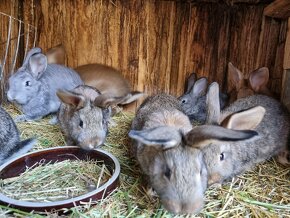 Masní králíci samci/samice nepříbuzní - 5