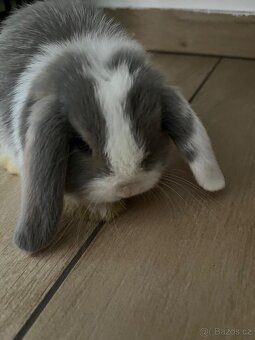 Mini Lop miminka - 5