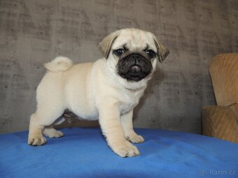 MOPS s PP. - 5