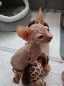 Kocourek kanadský sphynx bez PP - 5