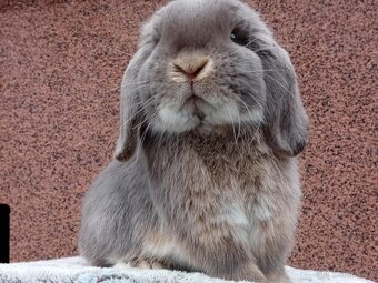 ★ Chovný MiniLop Sameček ★ - 5