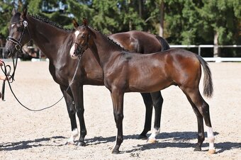 Drezurní hřebeček - 5