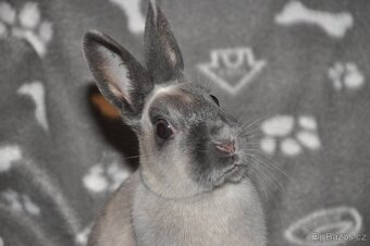 ZAKRSLÍ I VELCÍ KRÁLÍCI Dobříš - 5