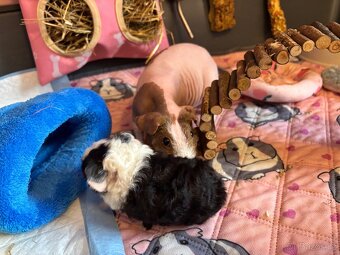 Dvě morčecí holky s klecí REZERVACE - 5