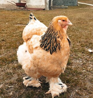 Brahmánka velká - 5