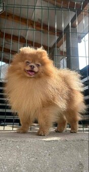 Pomeranian psik. - 5