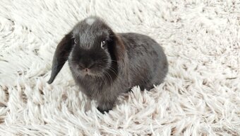 Zakrslý beránek, králíček, králík - ELLA - 5