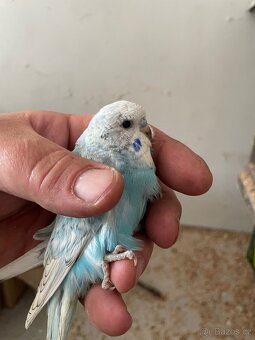 Andulka- Mláďata na ochočení - 5