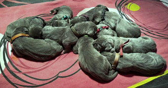 Německá doga modrá s PP - 5