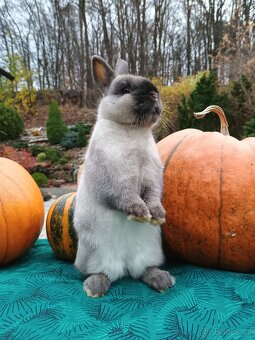 Zakrslý siamský žlutý s PP Medvídek - 5