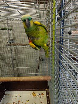 Amazoňan modročelý - 5