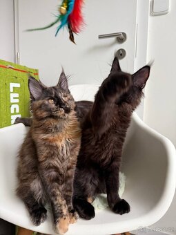 Mainská mývalí koťátka s PP - 5