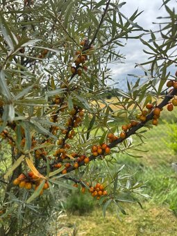 Prodám stavební pozemek - 5