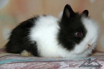 Zakrslí králíčci Teddy + Minilop -doprava po ČR možná - 5
