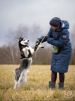 Kříženka sibiřského huskyho - 5