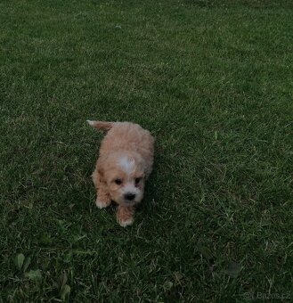 Predám šteniatka maltipoo. - 5