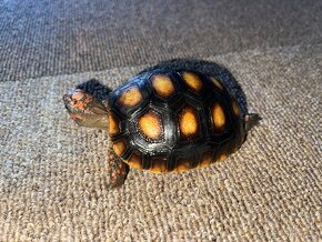 Želva uhlířská - mláďata - 5