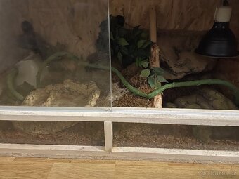 Krajta královská samice - 5