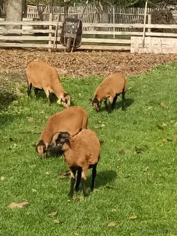 Kamerunské ovce - 5