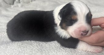 Prodám štěňata australského ovčáka s PP - 5