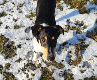 kólie krátkosrstá - 5