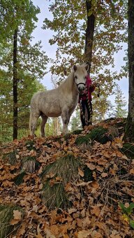 3 lety valach minihorse - 5