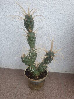 Kaktus - 5