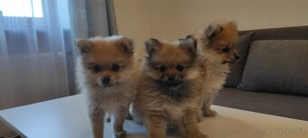 Špic pomeranian s pp štěňata - 5
