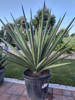 Yucca rostrata, faxoniana dasylirion - 5