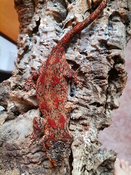Rhacodactylus auriculatus - 5