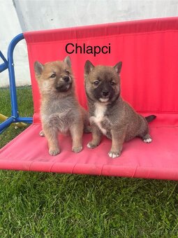 Shiba inu - 5