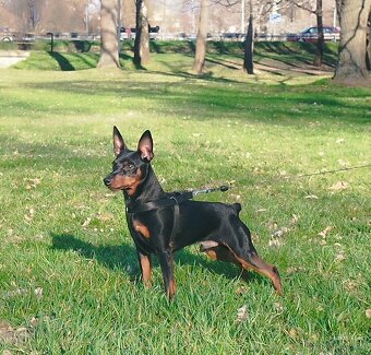 Trpasličí pinč Minidoberman - 5