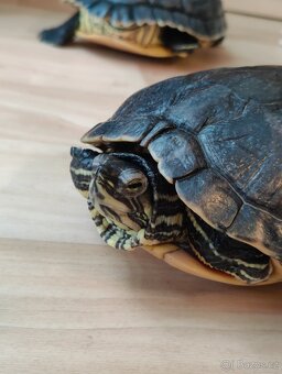 Želvárium-akvárium set včetně 3 vodních želv - 5