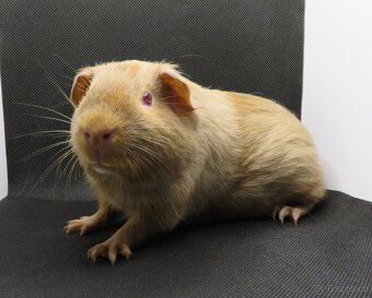 Morče, morčátko US Teddy, hladké - 5