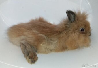 Zakrslý králíček bez PP sameček Frony - 5