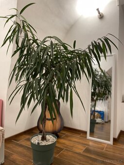 Ficus Mahori(Hydroponia) - 5