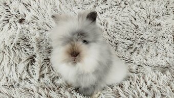 Zakrslý králík, králíček (Teddy) - MORTY - 5