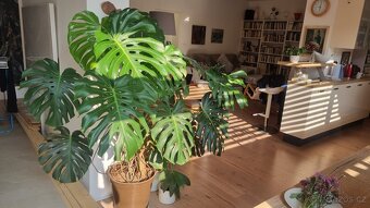 Monstera - velká/obří - 5